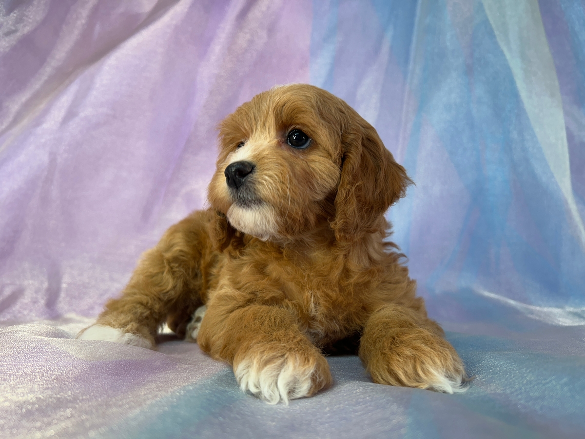 Female Cockapoo Puppy for Sale DOB 11-20-2025 $950